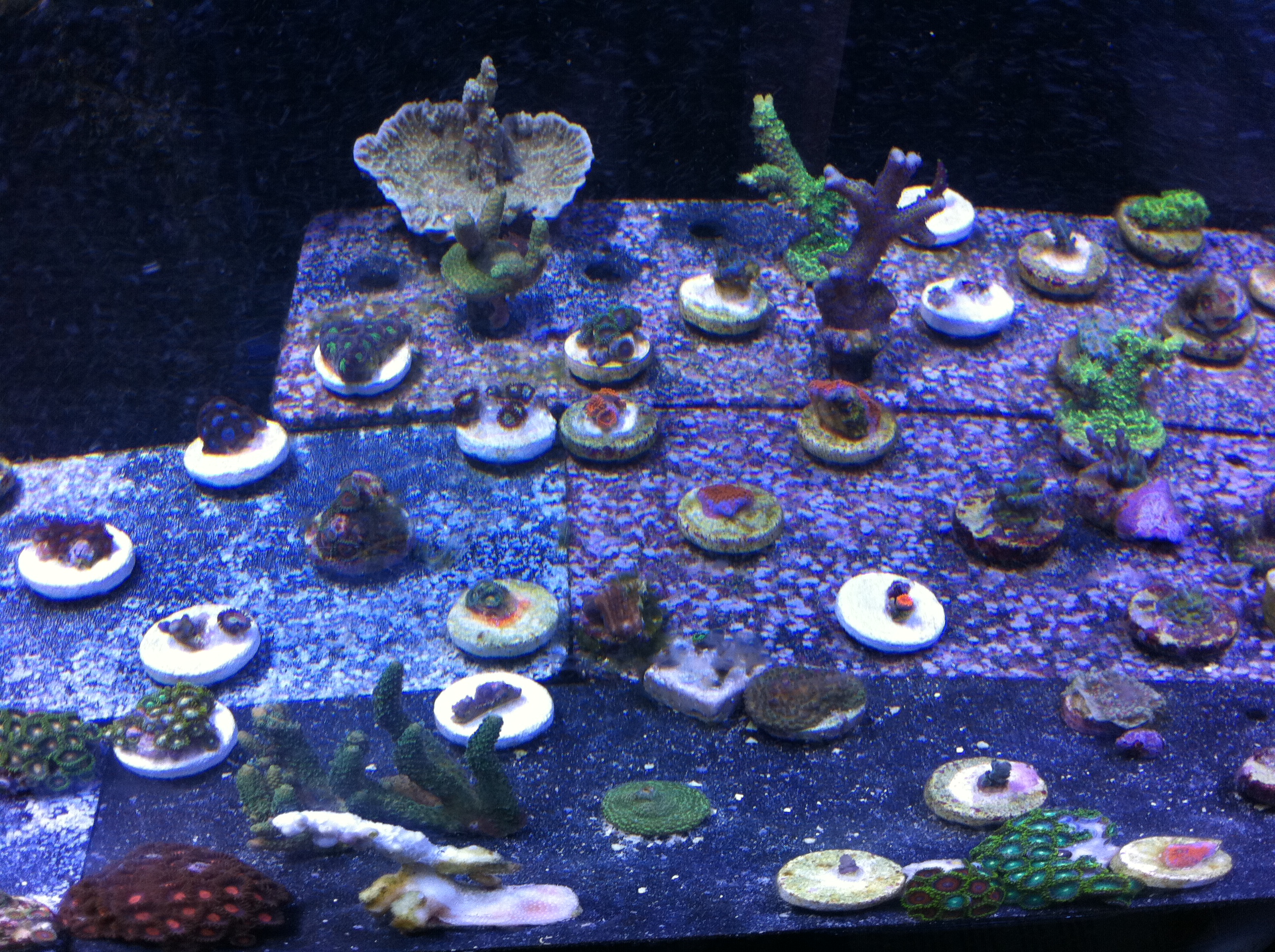 25 different kinds of zoas for sale Livestock Austin Reef Club